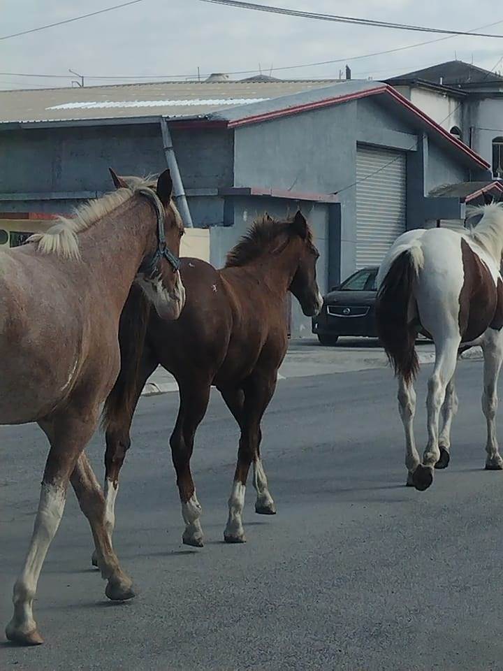 Reportan Caballos Sueltos en Carretera Morelos-Zaragoza