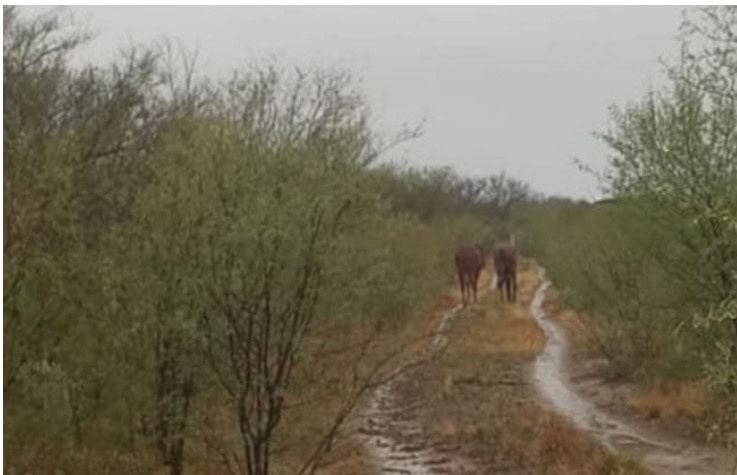 Reportan Caballos Sueltos en Carretera Morelos-Zaragoza