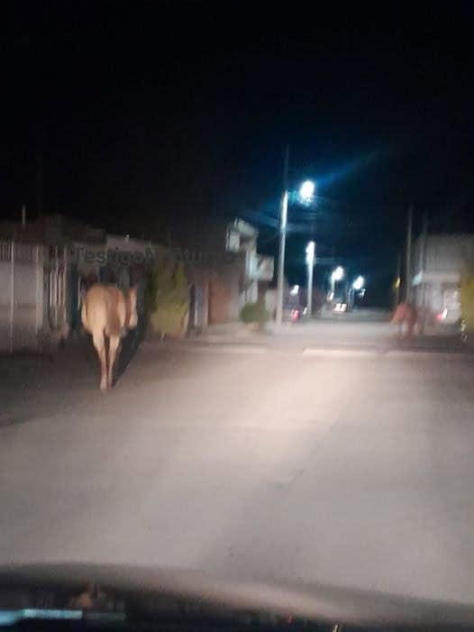 Reportan Caballos Sueltos en Carretera Morelos-Zaragoza