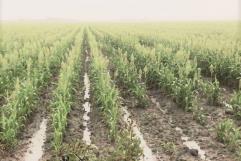 Lluvias benefician al campo en Frontera