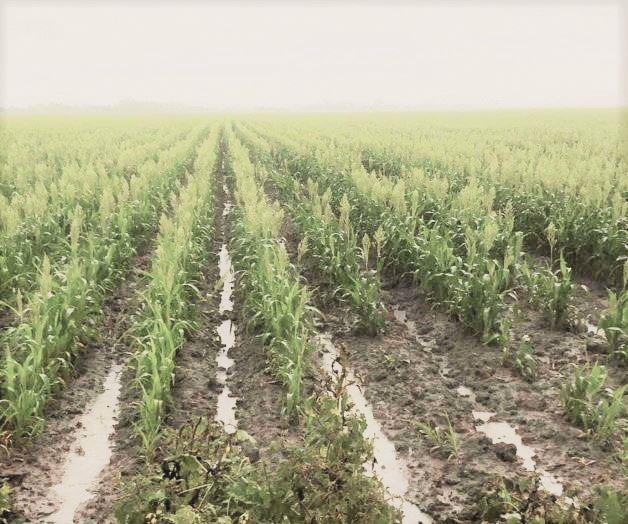 Lluvias benefician al campo en Frontera