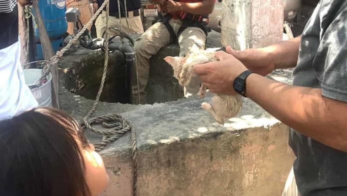 Bomberos de Zaragoza Salvan a Felino en Situación de Riesgo