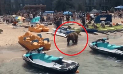 Oso se pasea entre bañistas en California