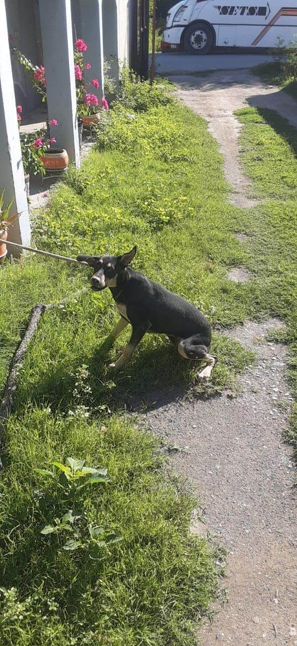 Bomberos de Morelos Salvan a Cachorro que Cayó en una Noria