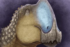 Coahuila tiene un nuevo dinosaurio; Coahuilasaurus lipani