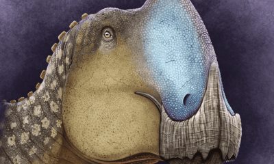 Coahuila tiene un nuevo dinosaurio; Coahuilasaurus lipani