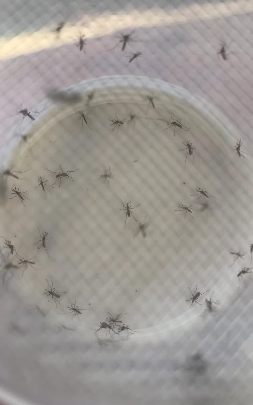 ALARMANTE: 14 Casos de Dengue en Piedras Negras