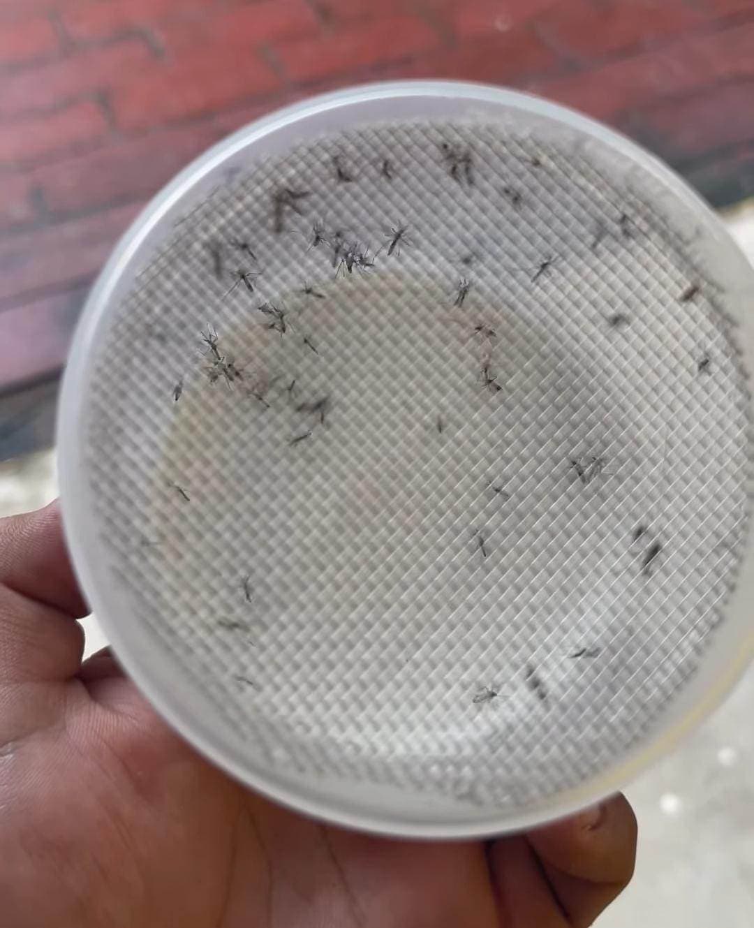 ALARMANTE: 14 Casos de Dengue en Piedras Negras