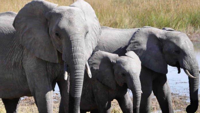 Zimbabue sacrificará 200 elefantes para usar su carne