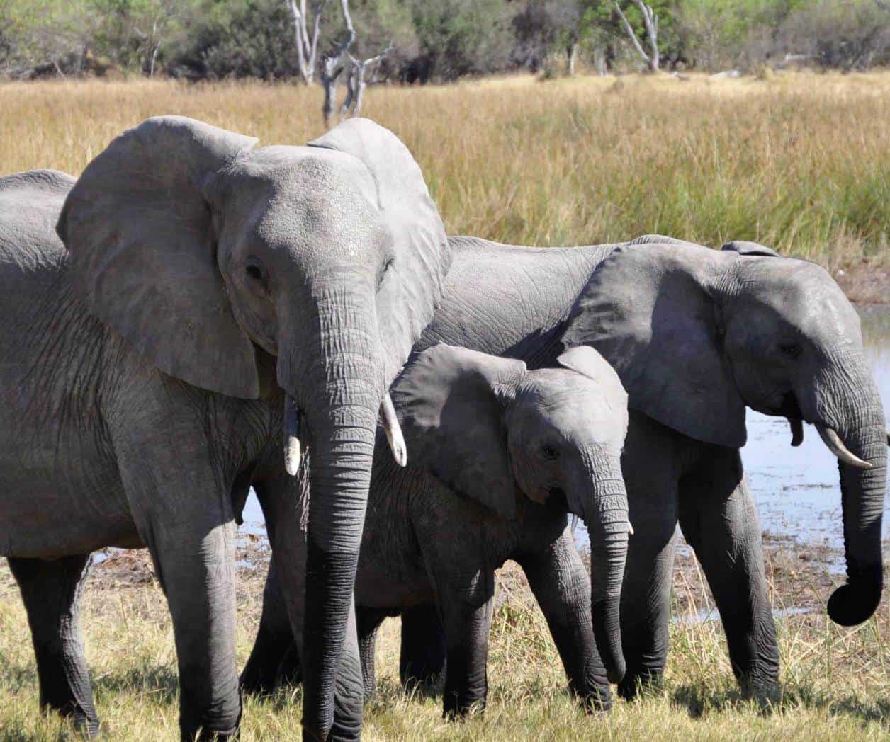 Zimbabue sacrificará 200 elefantes para usar su carne