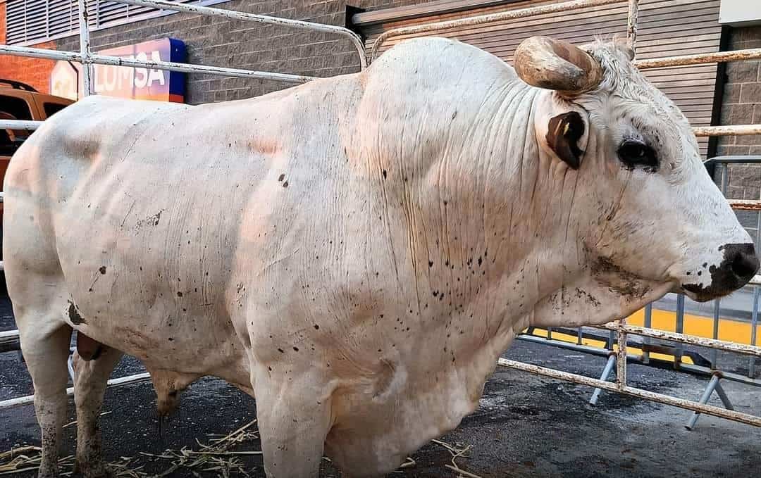 Estadio 123 se prepara para Rodeo: Batalla de la Frontera 2024