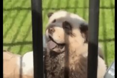 Zoológico usa perros pintados en su habitad de pandas