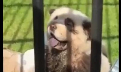 Zoológico usa perros pintados en su habitad de pandas