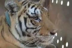 Rescatan a tigre abandonado en Sinaloa