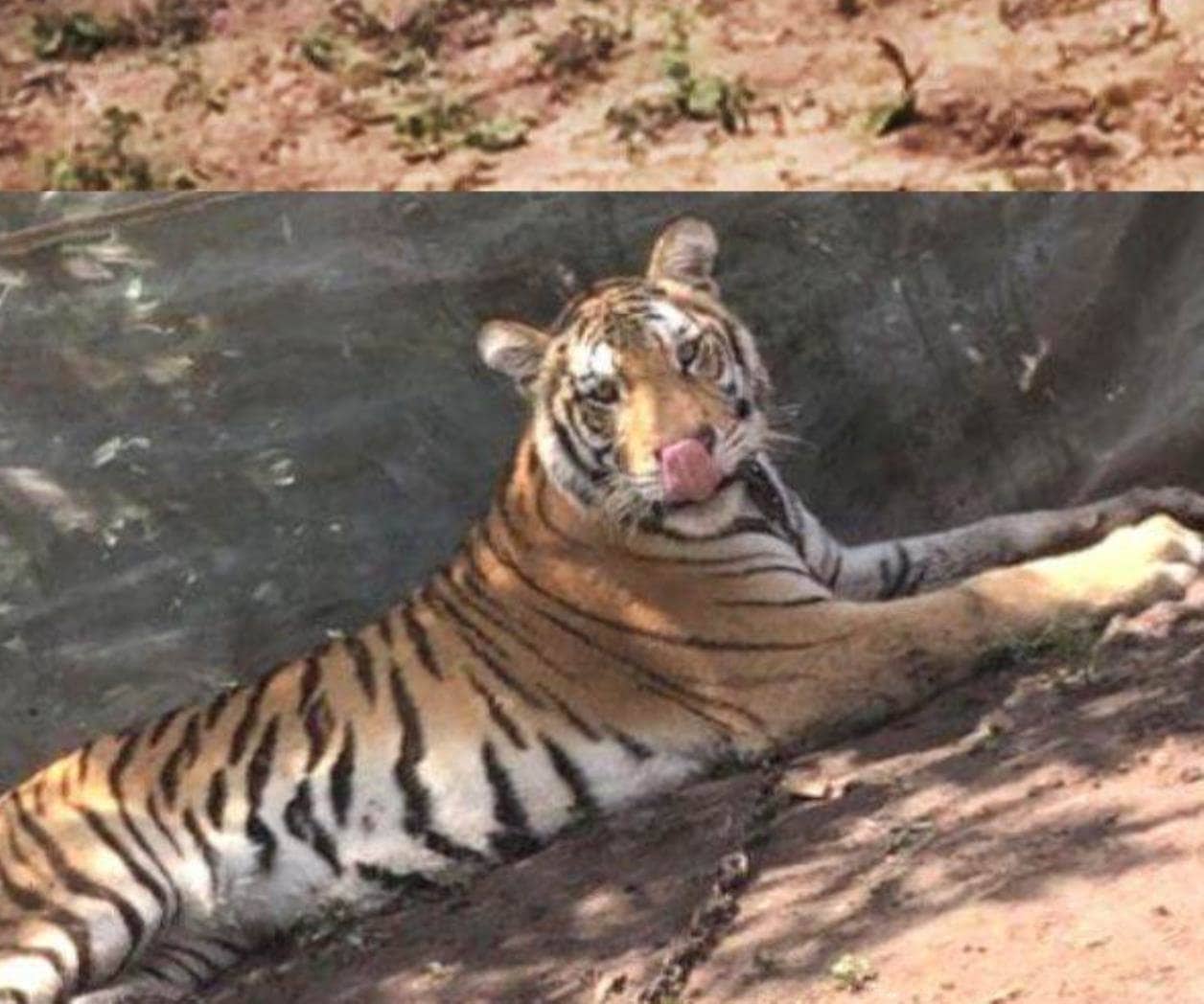 Tigre camina libre en Sinaloa; Profepa no puede rescatarlo por la violencia