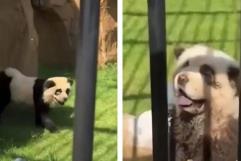 Zoológico de China admite que sus pandas eran perros pintados