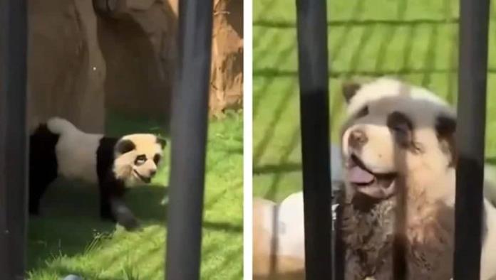 Zoológico de China admite que sus pandas eran perros pintados