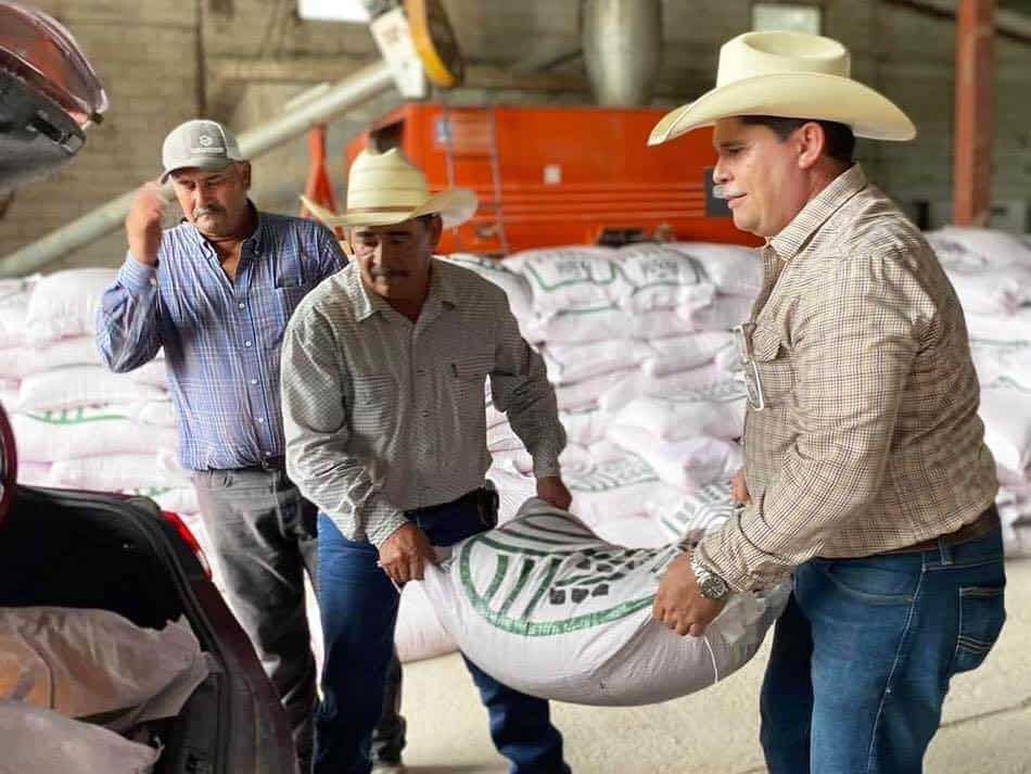 Entregan 14 toneladas de semilla de avena a bajo costo para apoyar a agricultores