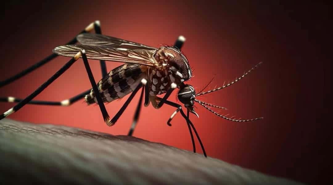 Alerta Sanitaria en Piedras Negras: 21 Casos de Dengue Reportados