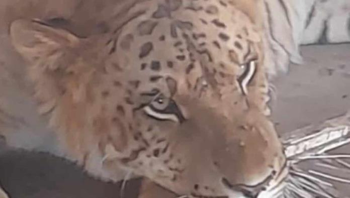 Aseguran a Tigre tras operativo en Chihuahua