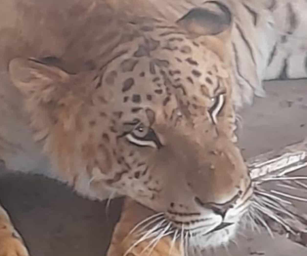Aseguran a Tigre tras operativo en Chihuahua