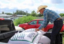 Entregan semilla de avena subsidiada a productores del campo