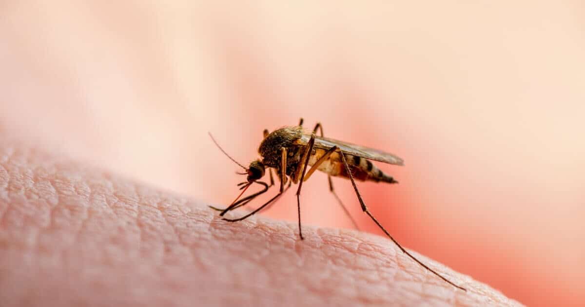Una niña de 9 años dio positivo, por fortuna no tiene dengue hemorrágico.