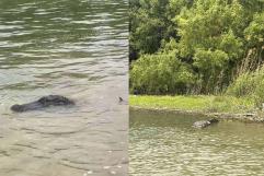 Patrulleros de Texas avistan enorme cocodrilo en el río Bravo