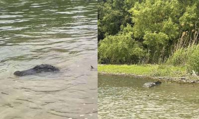 Patrulleros de Texas avistan enorme cocodrilo en el río Bravo