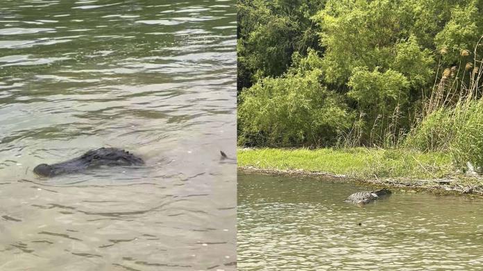 Patrulleros de Texas avistan enorme cocodrilo en el río Bravo