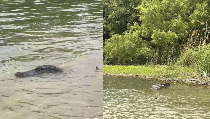 Patrulleros de Texas avistan enorme cocodrilo en el río Bravo