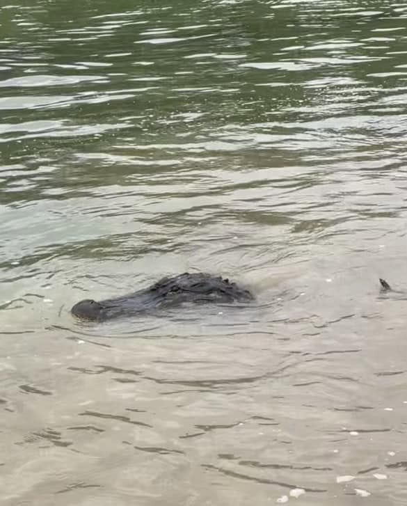 Patrulleros de Texas avistan enorme cocodrilo en el río Bravo