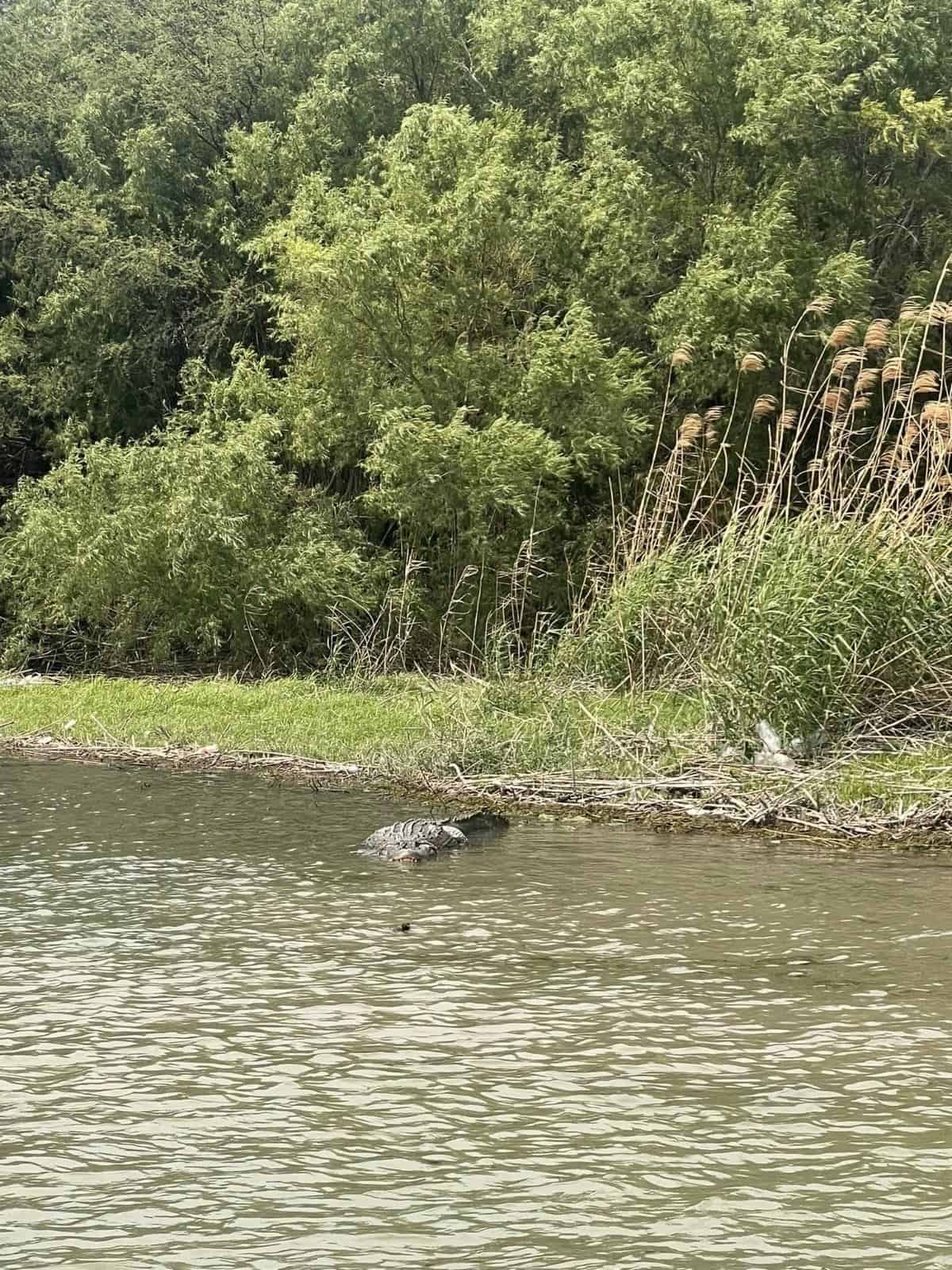 Patrulleros de Texas avistan enorme cocodrilo en el río Bravo