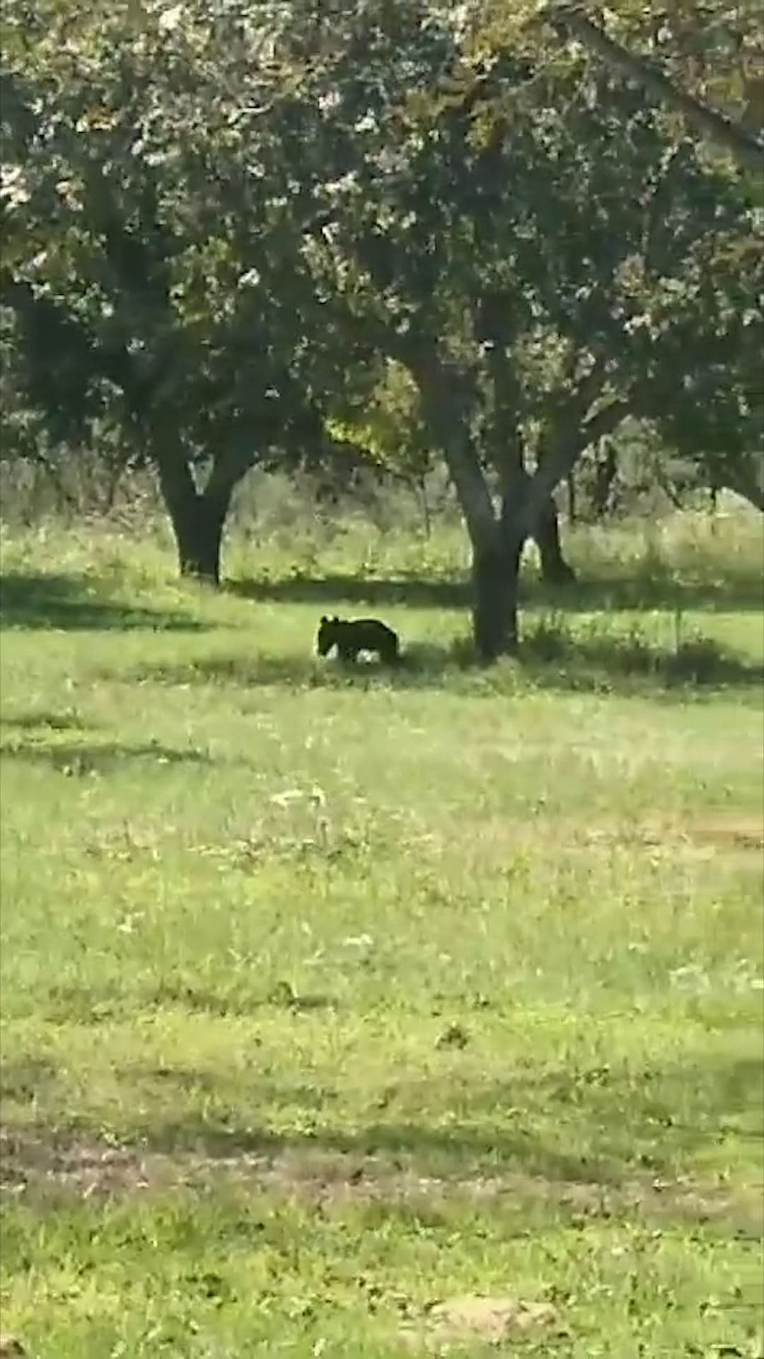 Avistamiento de Osos en Morelos: Protección Civil Llama a la Precaución