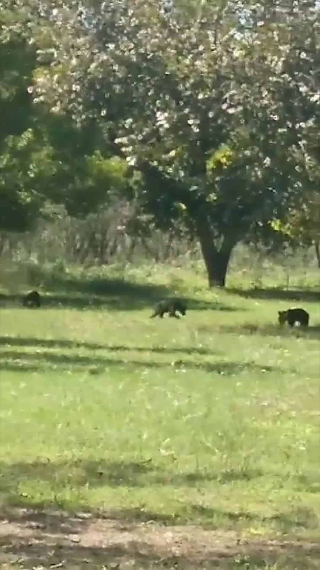 Avistamiento de Osos en Morelos: Protección Civil Llama a la Precaución