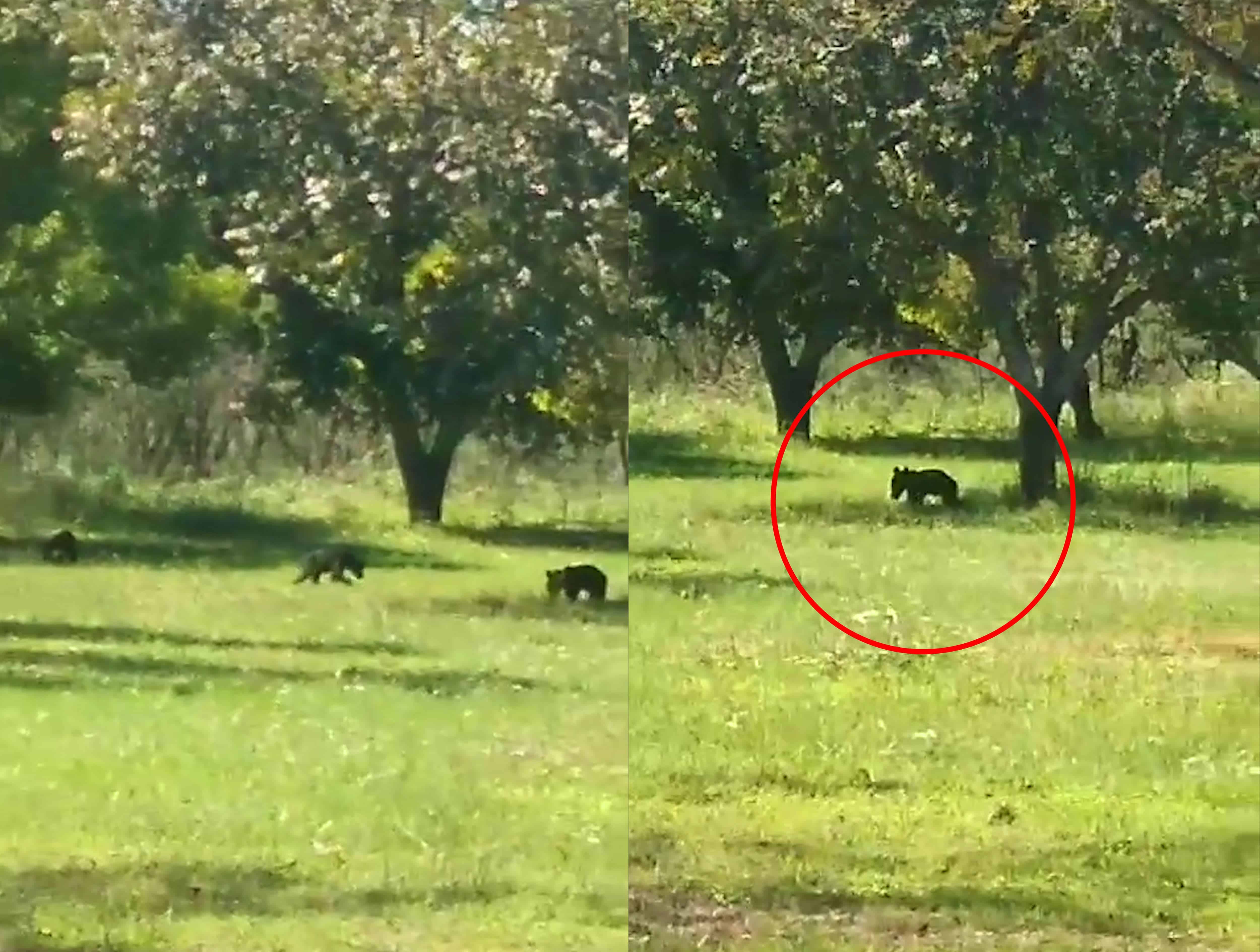 Avistamiento de Osos en Morelos: Protección Civil Llama a la Precaución