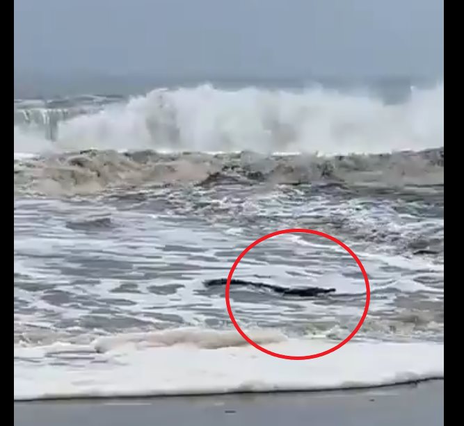 Huracán John arrastró cocodrilos a las costas de Oaxaca