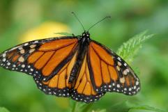 Llegan las primeras mariposas monarca a Coahuila