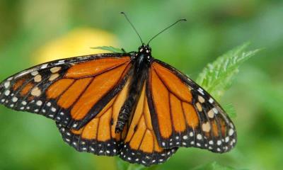 Llegan las primeras mariposas monarca a Coahuila