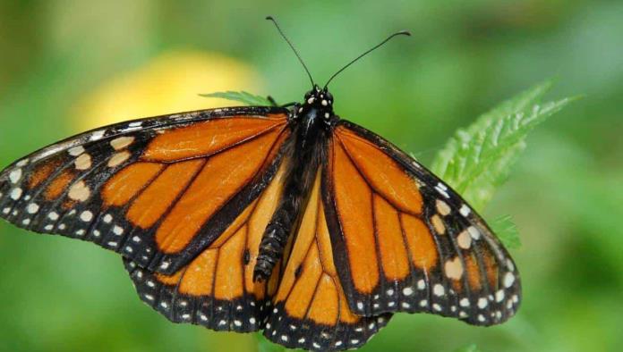 Llegan las primeras mariposas monarca a Coahuila