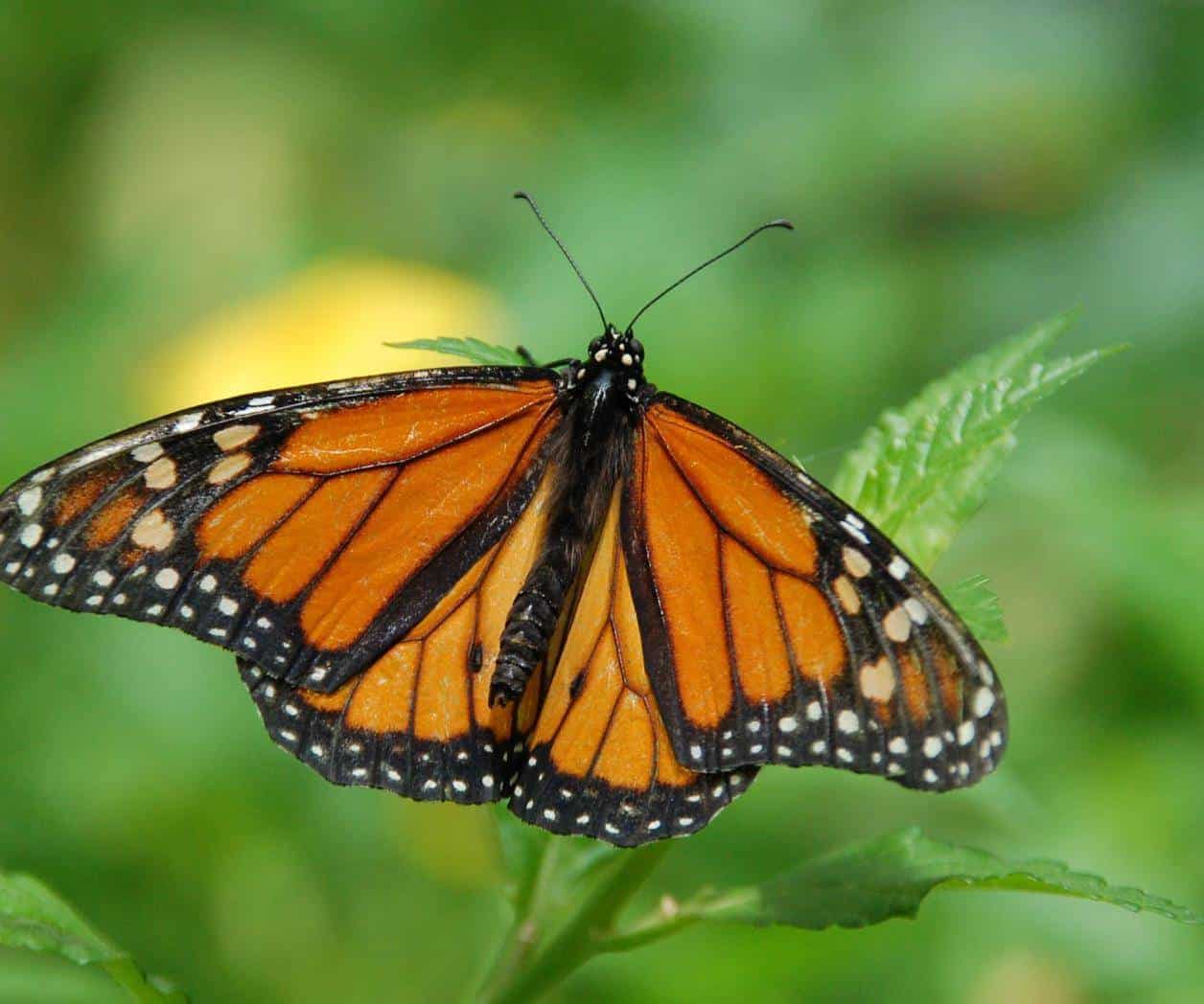 Llegan las primeras mariposas monarca a Coahuila