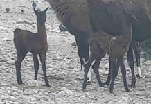 Nacen 2 llamas en el Ecoparque