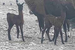 Nacen 2 llamas en el Ecoparque