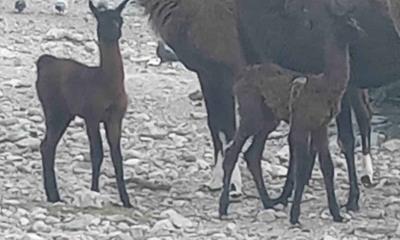 Nacen 2 llamas en el Ecoparque