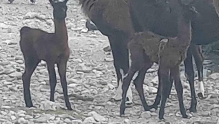 Nacen 2 llamas en el Ecoparque