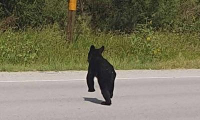 Oso avistado en Allende genera alerta en la población