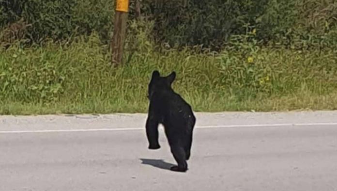 Oso avistado en Allende genera alerta en la población