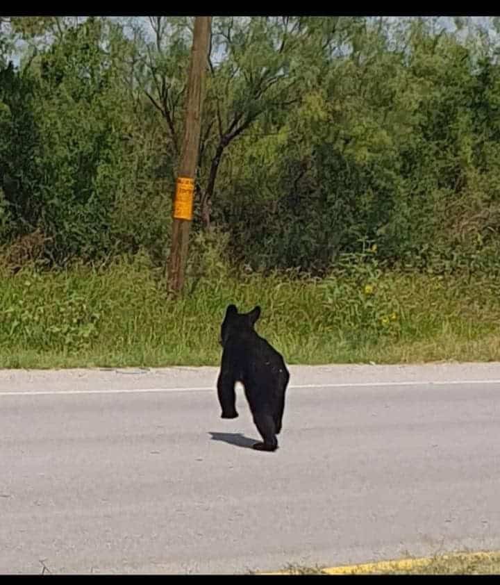 Oso avistado en Allende genera alerta en la población