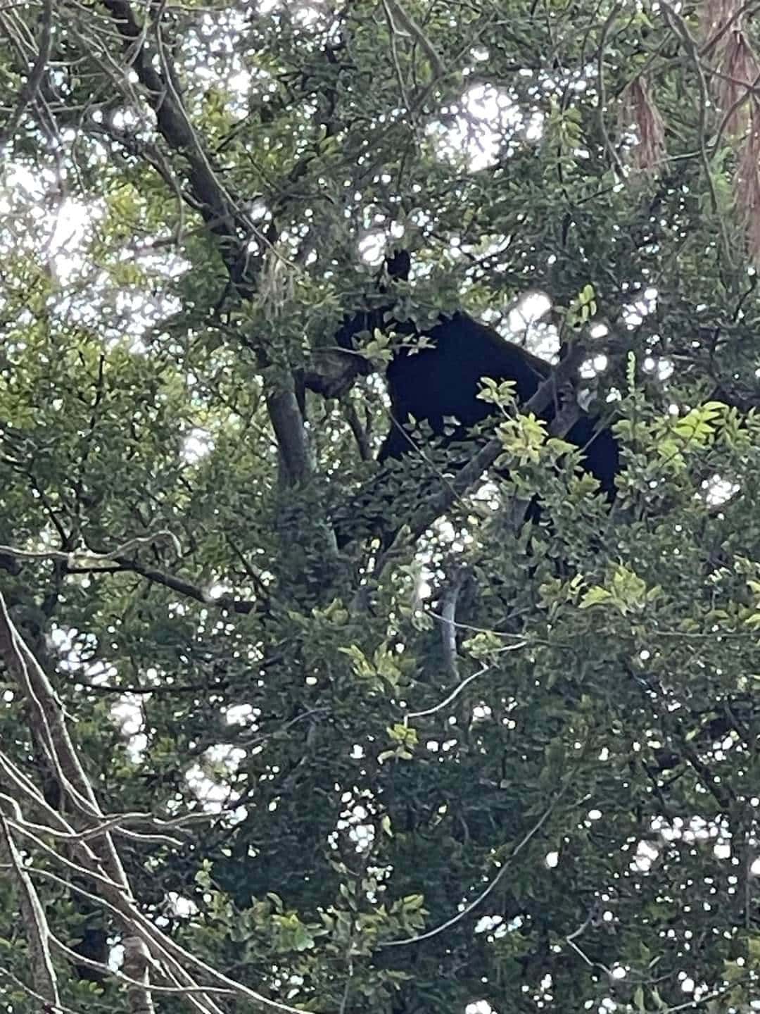 Oso avistado en Allende genera alerta en la población