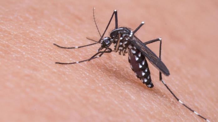 Congreso de Nuevo León pide emergencia por casos de dengue